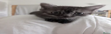 Mixed Breed Kitten 3