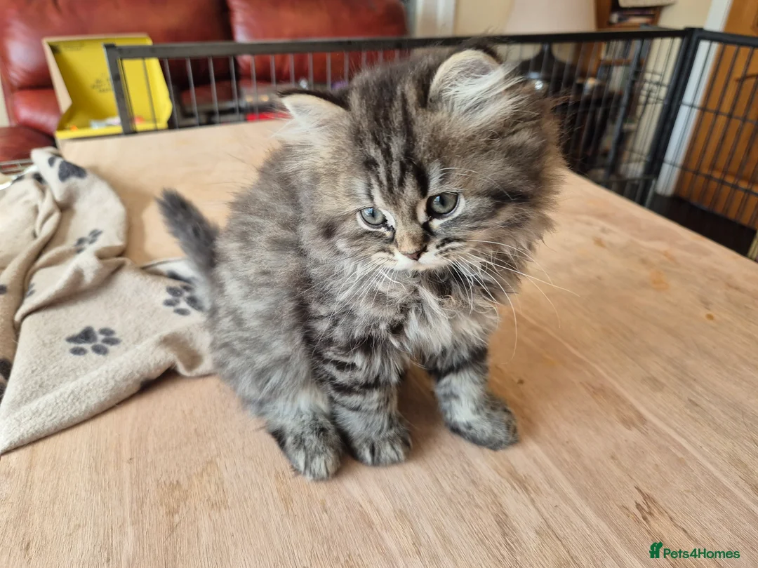 Mixed Breed cats for sale: British Shorthair x Chinchilla Persian girl  in Blackpool - Advert 9