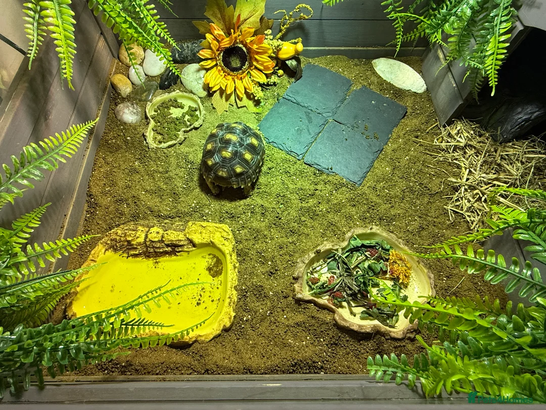 Tortoise reptiles for sale: African Spur Thighed Tortoise - Advert 6