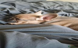 French Bulldog dogs for sale: Beautiful nature puppy 12 weeks old male  - Image 4