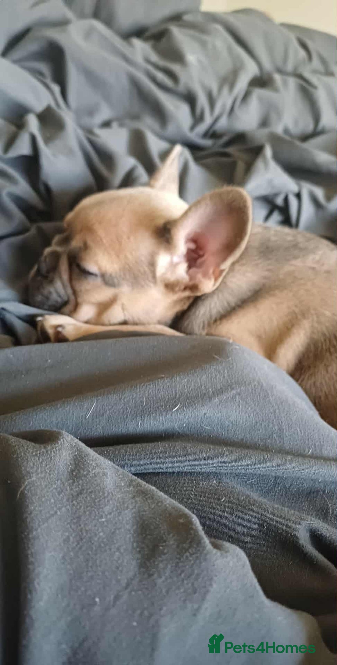 French Bulldog dogs for sale: Beautiful nature puppy 12 weeks old male  - Image 4