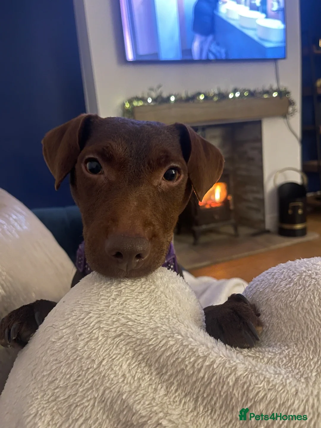 Patterdale Terrier dogs for sale: Chocolate Patterdale Terrier  - Advert 6