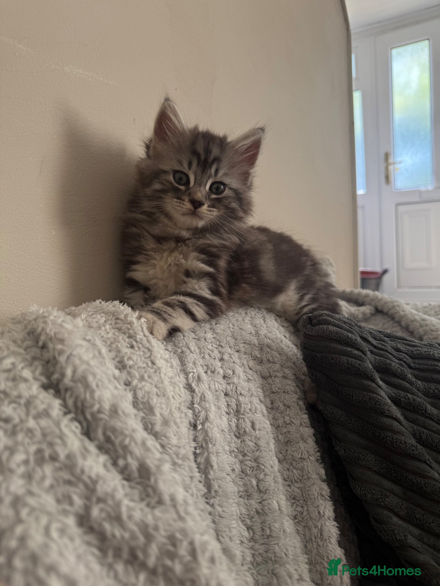 Maine Coon cats     🐾 Luxury Maine Coon x Siberian Kittens  - Advert 5