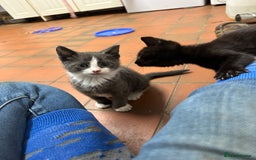 Mixed Breed cats for sale: 5 kittens  - Image 2