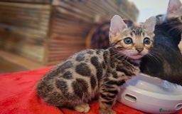 Bengal cats for sale: 🌟 Premium Bengal Tica Kittens – 5★Breeder 🌟 - Image 12