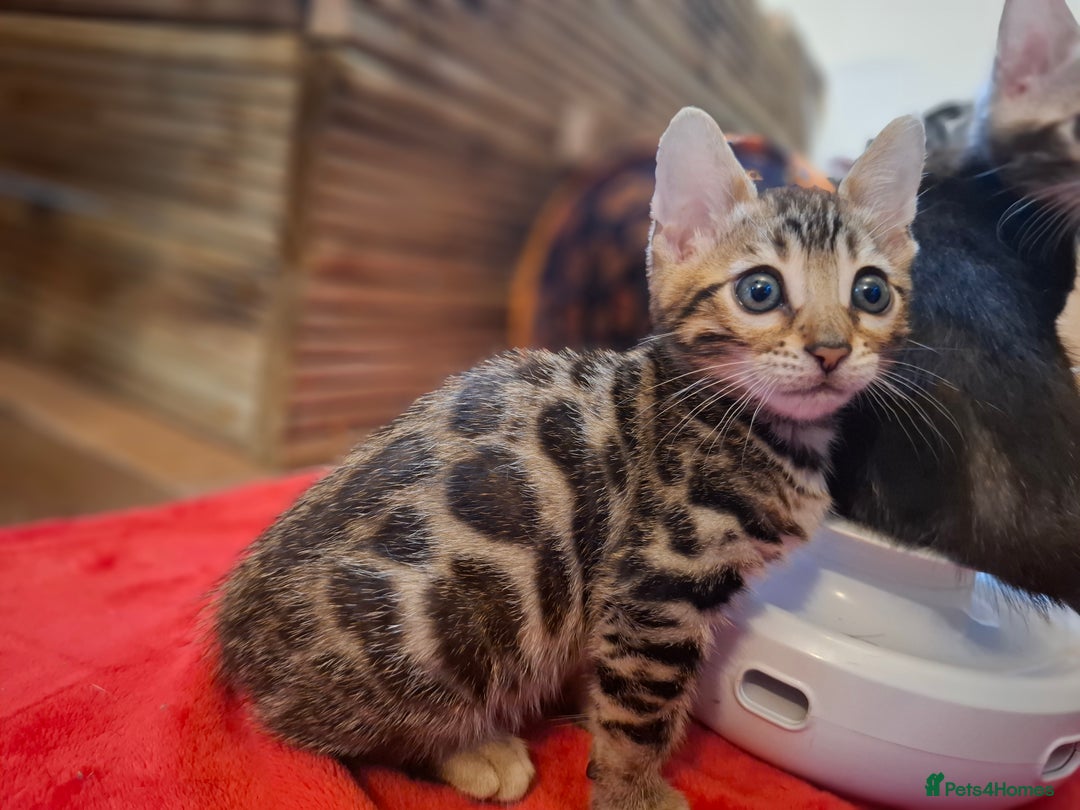 Bengal cats for sale: 🌟 Premium Bengal Tica Kittens – 5★Breeder 🌟 - Image 12