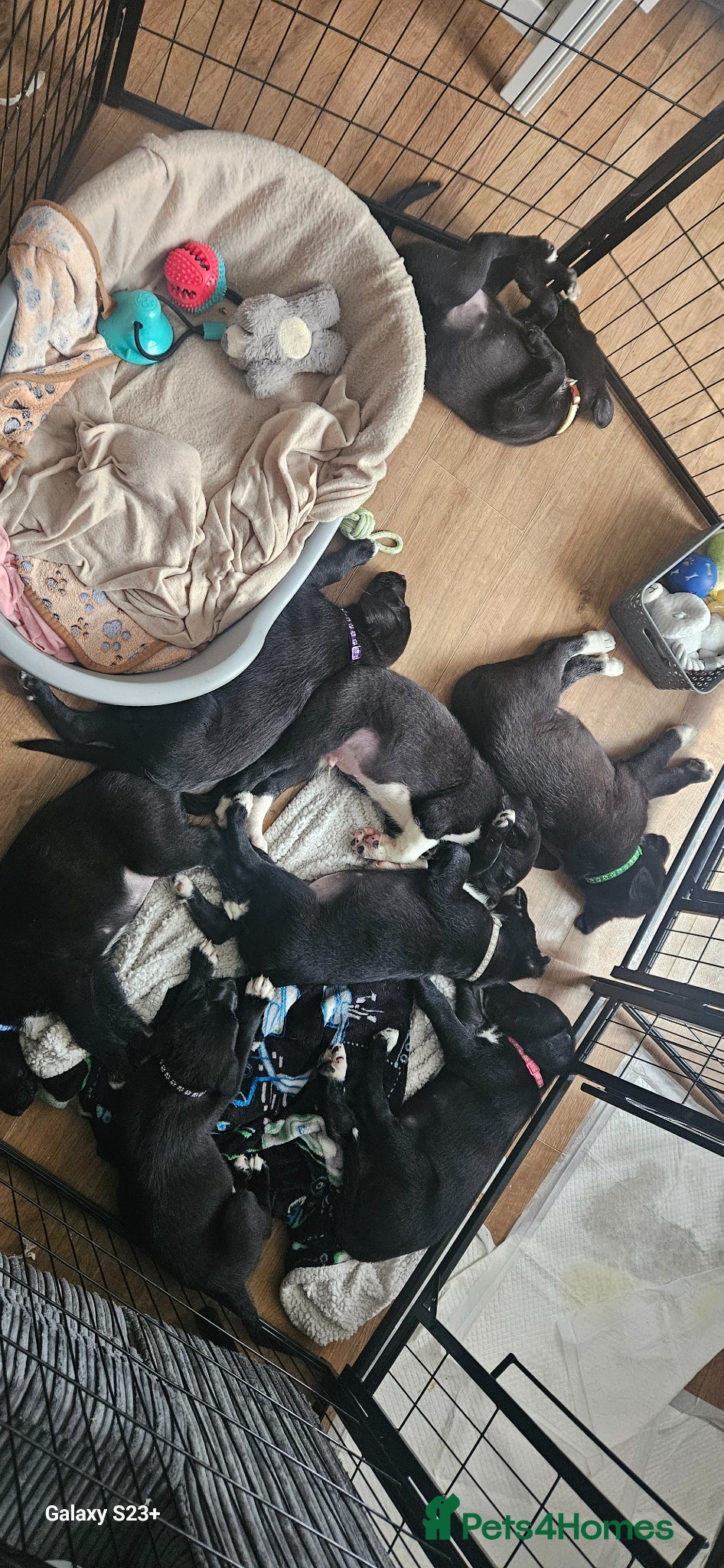 Mixed Breed dogs Labadoodle + collie  £ 850 each  - Advert 2