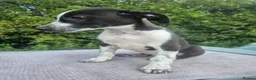 Lurcher dogs for sale: Stunning Kelpie lurchers UPDATED new pics  - Advert 24