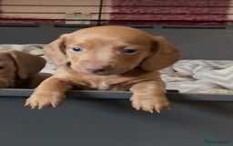 Miniature Dachshund dogs for sale: ✨ OUTSTANDING QUALITY KC BOY LEFT!✨ - Image 3