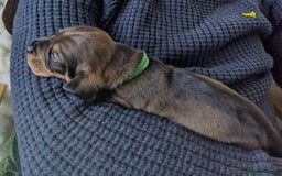 Dachshund dogs for sale: Standard Wirehaired Dachshund Puppies - Image 9