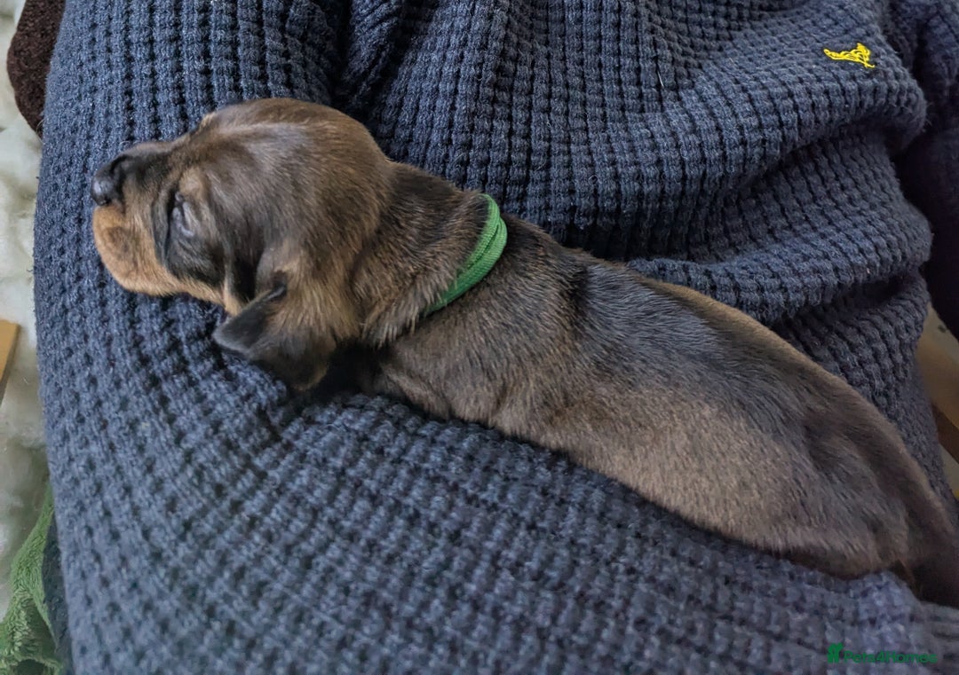 Dachshund dogs for sale: Standard Wirehaired Dachshund Puppies - Image 9