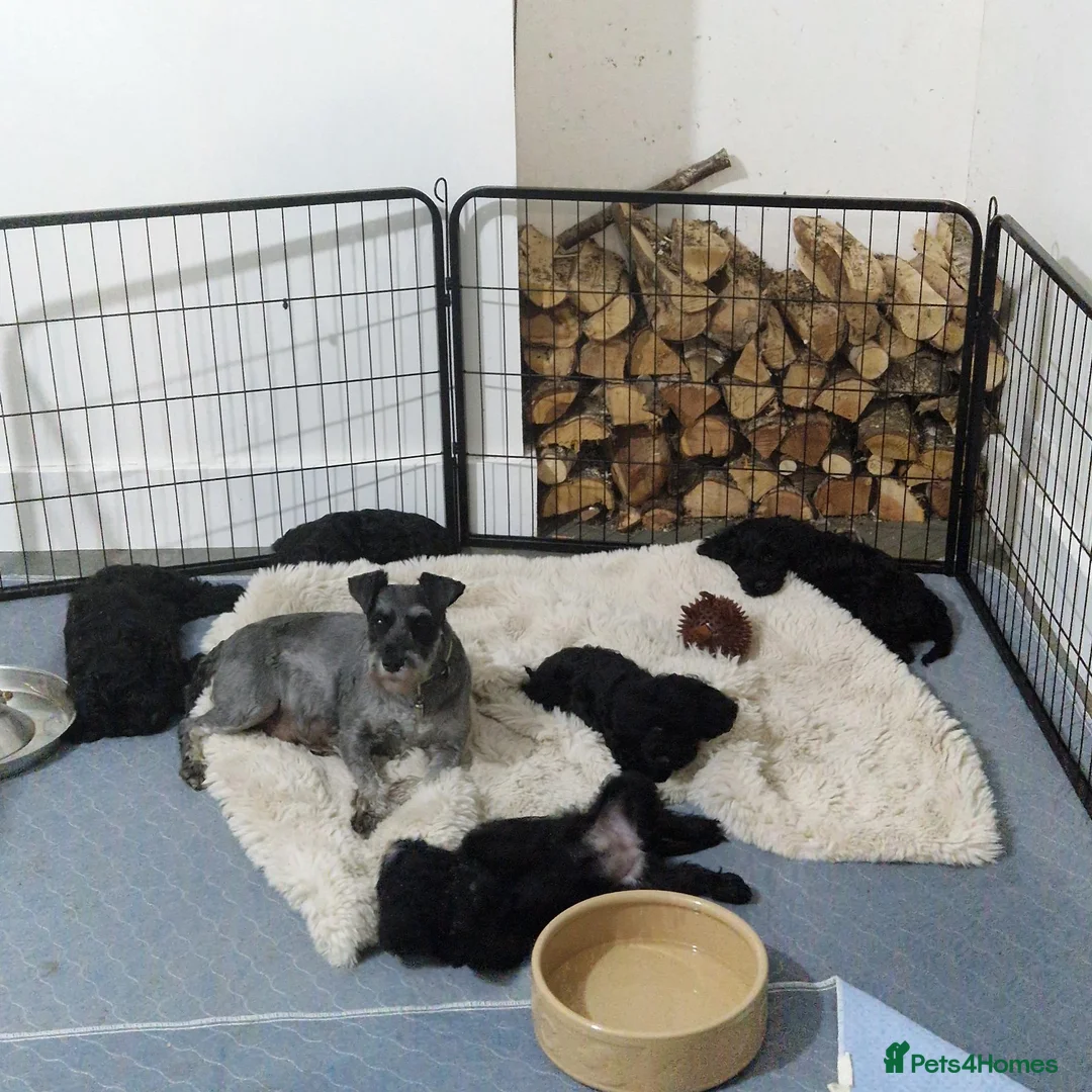 Schnoodle dogs for sale: schnoodle  - Advert 1