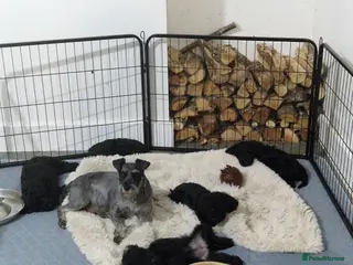 Schnoodle dogs schnoodle - Advert 2