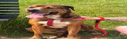 Mixed Breed dogs for sale: Bear  in Birmingham - Advert 1