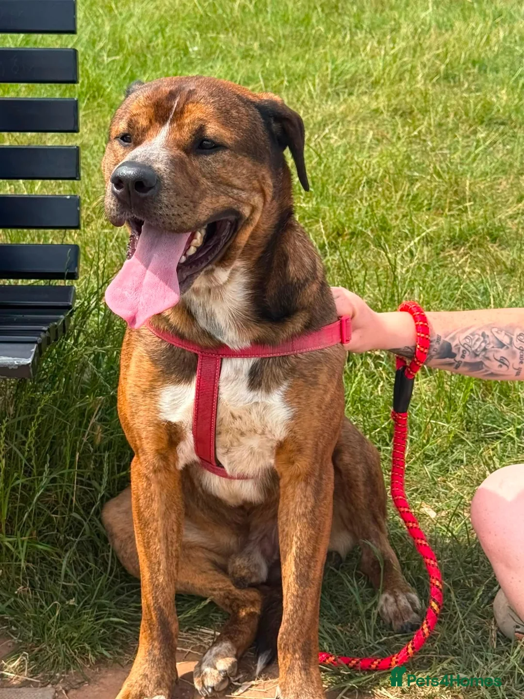 Mixed Breed dogs for sale: Bear  in Birmingham - Advert 1