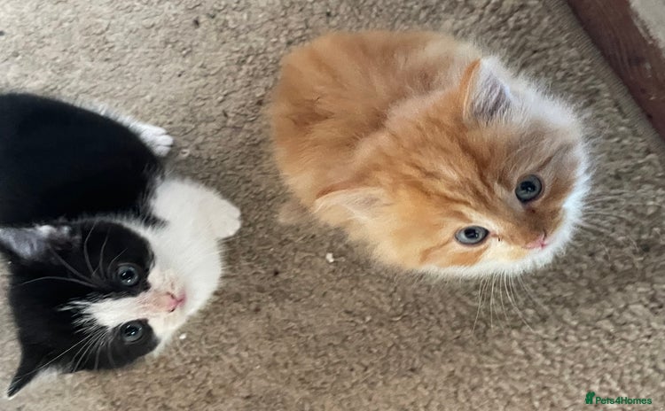 Mixed Breed cats - Advert 1