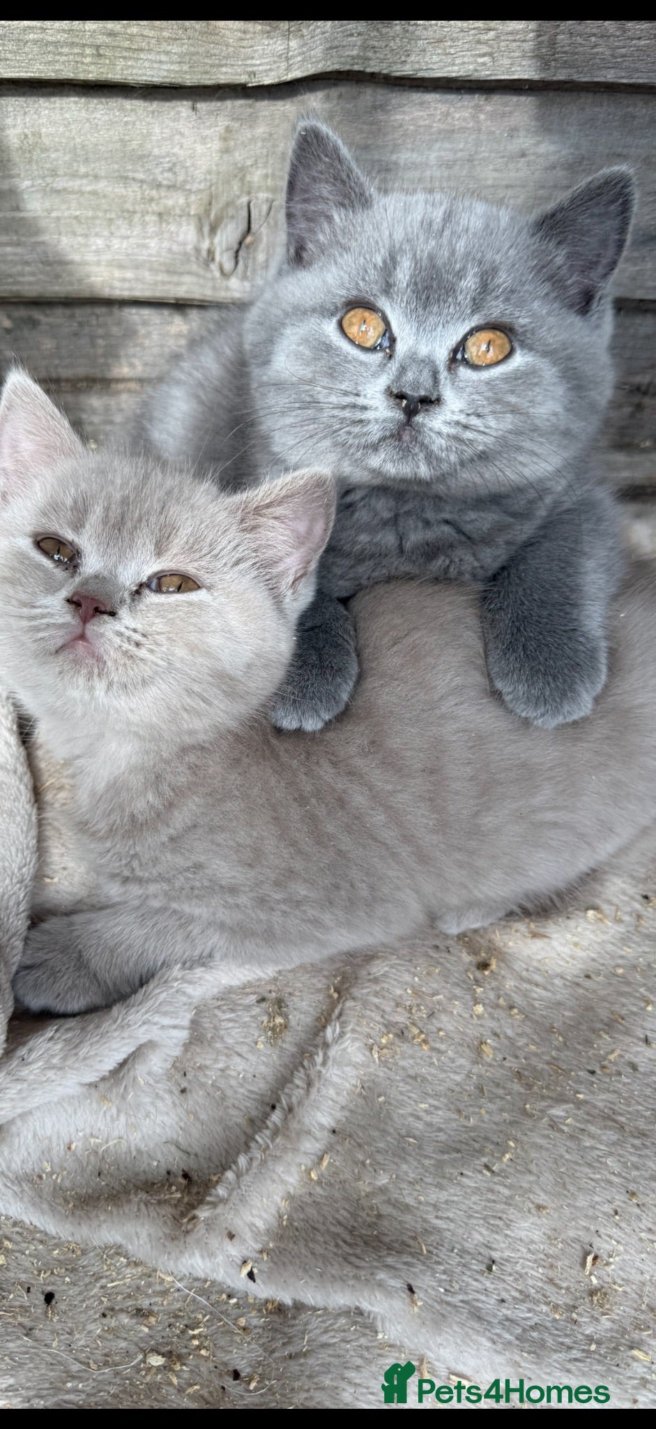 British Shorthair cats BSH Fawn & Lilac, Dark Chocolate 😻😻 - Advert 4