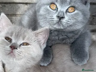 British Shorthair cats BSH Fawn & Lilac, Dark Chocolate 😻😻 - Advert 4