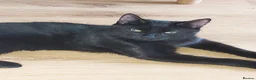 Mixed Breed cats for sale: 4 black all identical male kittens  - Advert 1