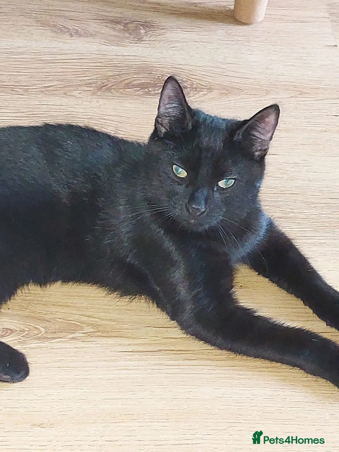 Mixed Breed cats for sale: 4 black all identical male kittens  - Advert 1
