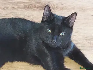 Mixed Breed cats 4 black all identical male kittens - Advert 1