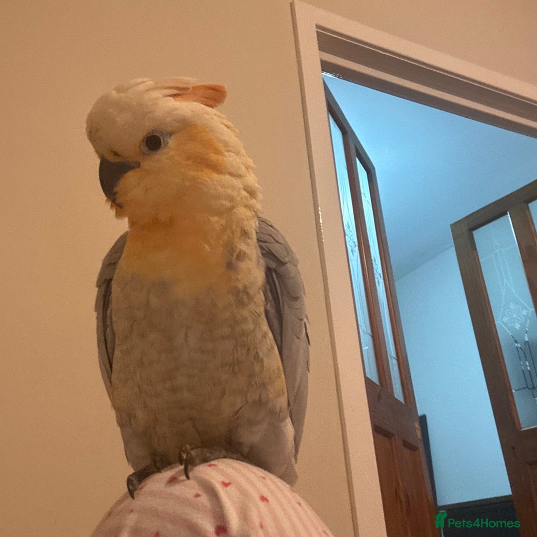 Cockatoo birds for sale: Cockatoo/Gala - Image 1