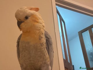 Cockatoo birds for sale: Cockatoo/Gala - Advert 1