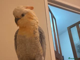 Cockatoo birds Cockatoo/Gala - Advert 2