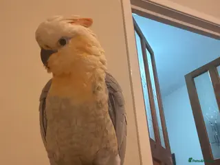 Cockatoo birds Cockatoo/Gala - Advert 10