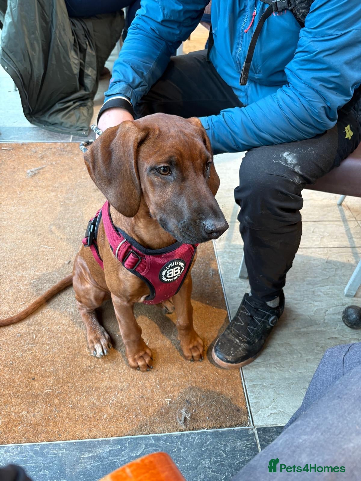 Rhodesian Ridgeback dogs 5 months old Rhodesian ridgeback girl - Advert 1
