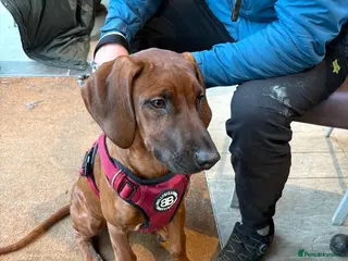 Rhodesian Ridgeback dogs 5 months old Rhodesian ridgeback girl - Advert 1