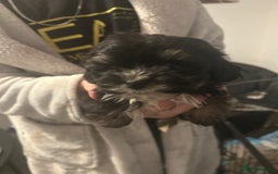 Mixed Breed dogs for sale: Beautiful Puppies x7 - Advert 3