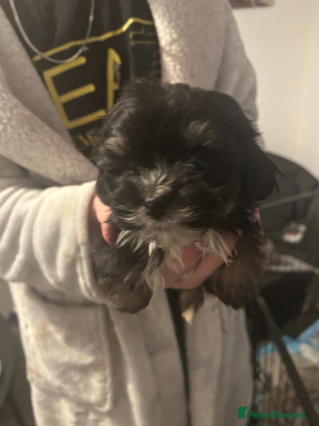 Mixed Breed dogs for sale: Beautiful Puppies x7 - Advert 3