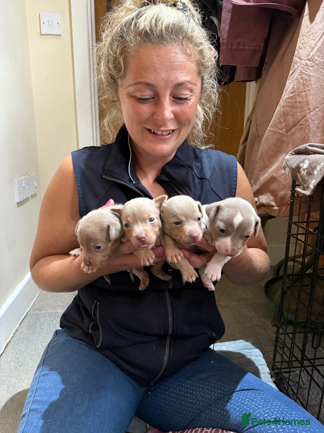 Jack Russell dogs for sale: Rare lilac and tan miniature jack russels  - Image 16