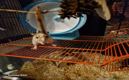 Gerbil rodents for sale: 2 female Gerbils - Image 2