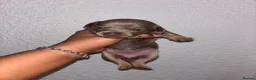 Chiweenie dogs for sale: BEAUTIFUL PUPPIES LOOKING FOR THERE FOREVER HOMES - Advert 5