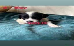 Mixed Breed dogs for sale: Old Tyme English Bulldog x Sproodle Puppies - Image 32