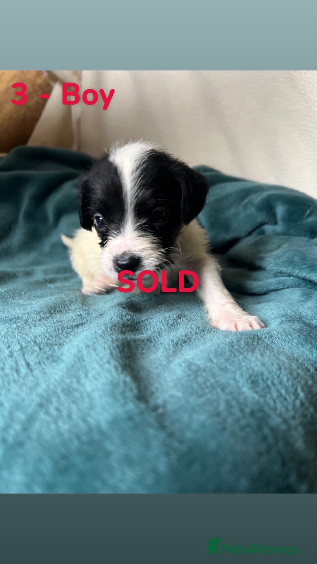 Mixed Breed dogs for sale: Old Tyme English Bulldog x Sproodle Puppies - Image 32