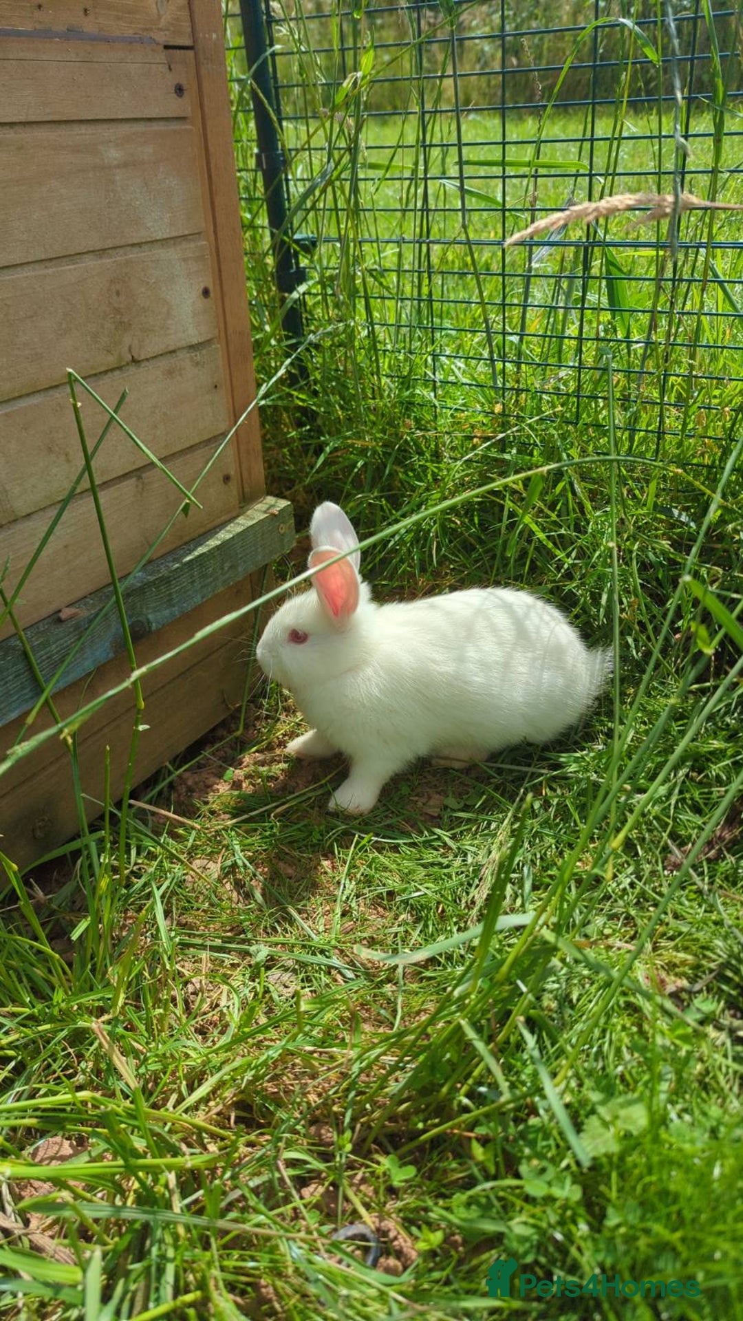 New Zealand rabbits for sale: 🐰 New Zealand White Rabbits – Friendly, Healthy🐰 - Image 7