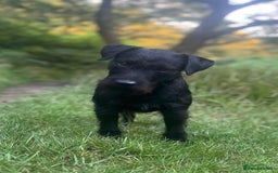 Patterdale Terrier dogs for sale: Patterdale Terrier Puppies - Image 8