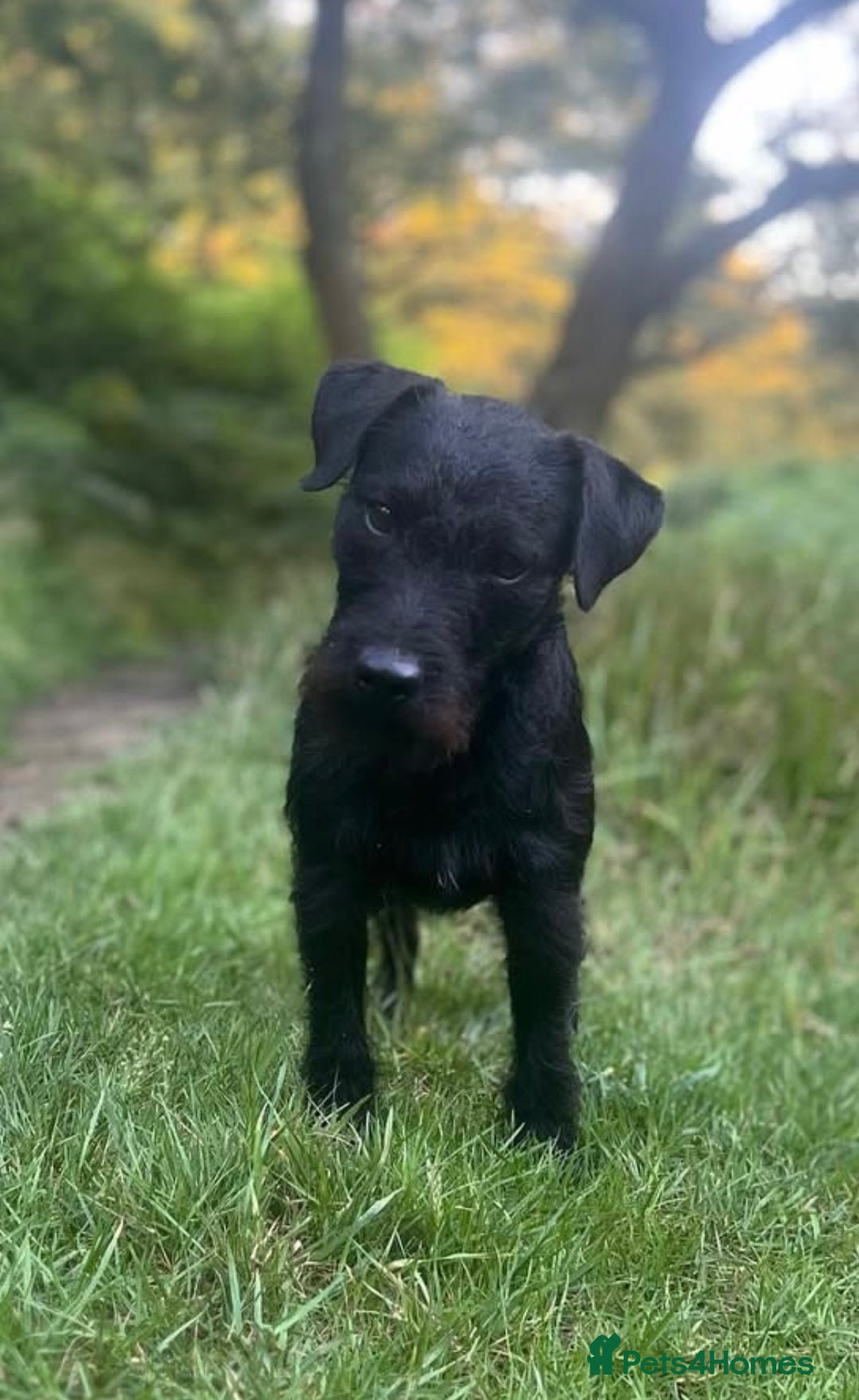 Patterdale Terrier dogs for sale: Patterdale Terrier Puppies - Image 8