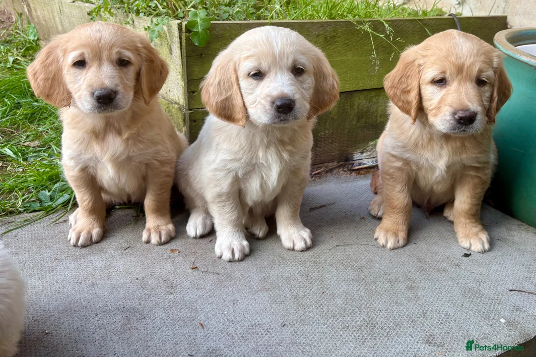 Golden Retriever dogs for sale: Beautiful Golden Retriever Puppies for Sale in Stafford - Advert 7