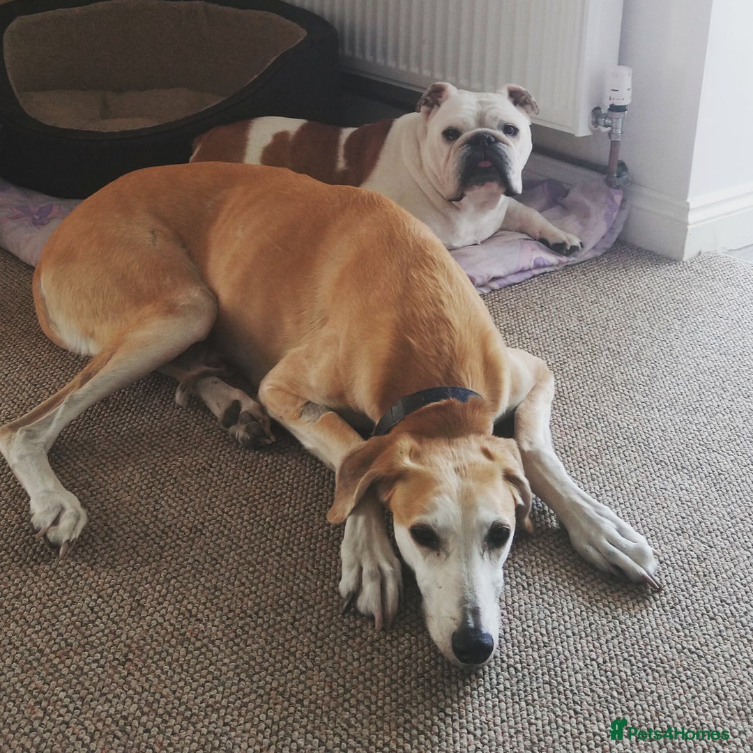 English Bulldog dogs for sale: English Bulldog Looking For New Home  - Advert 3