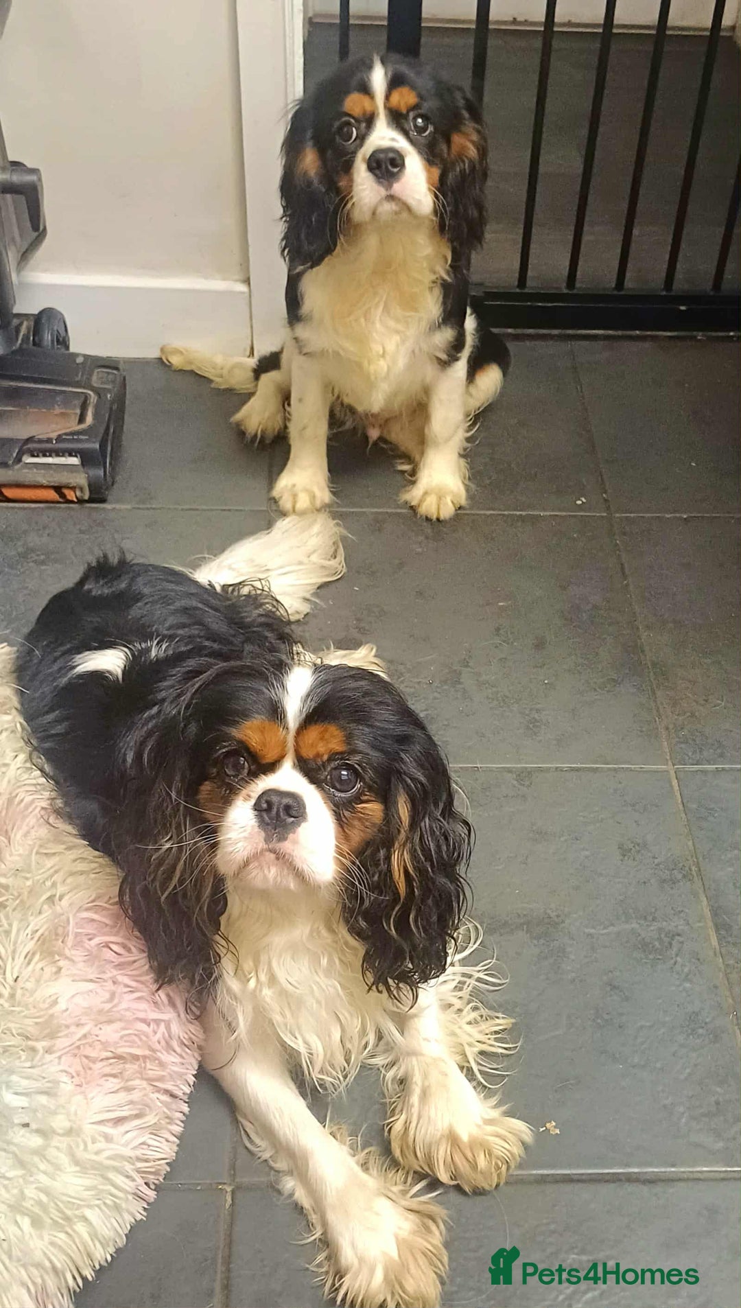 Cavalier King Charles Spaniel dogs for sale: *REDUCED last boy*Beautiful kc reg cavaliers - Advert 2