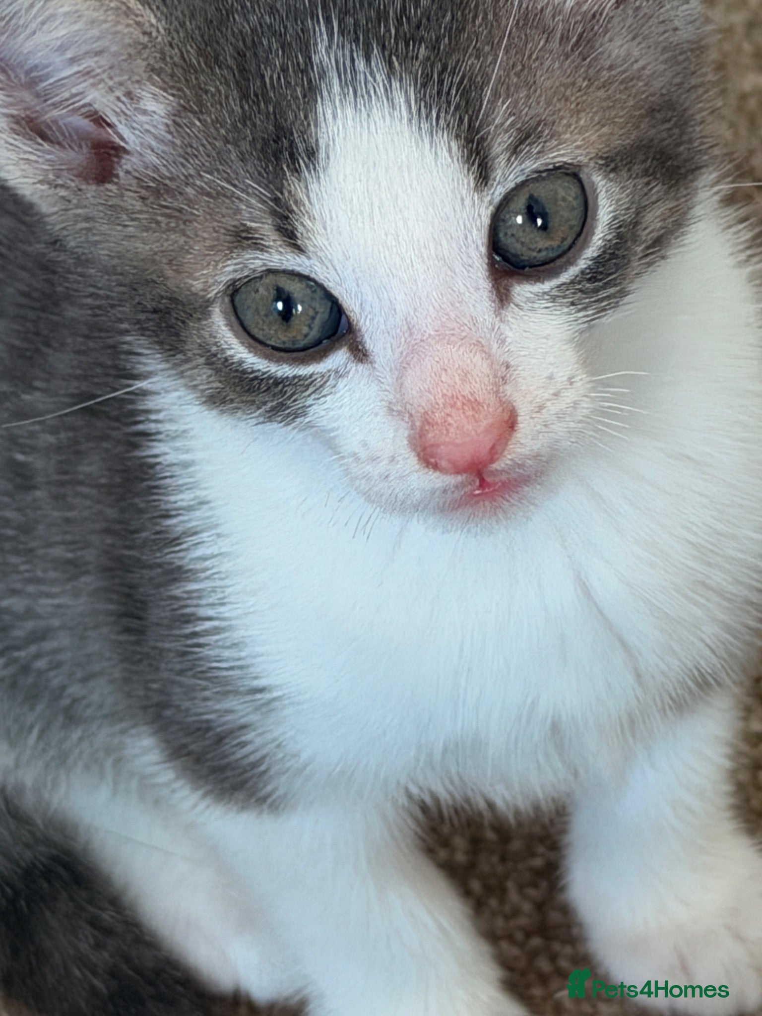 Mixed Breed cats Boy kitten needs forever home  - Advert 8