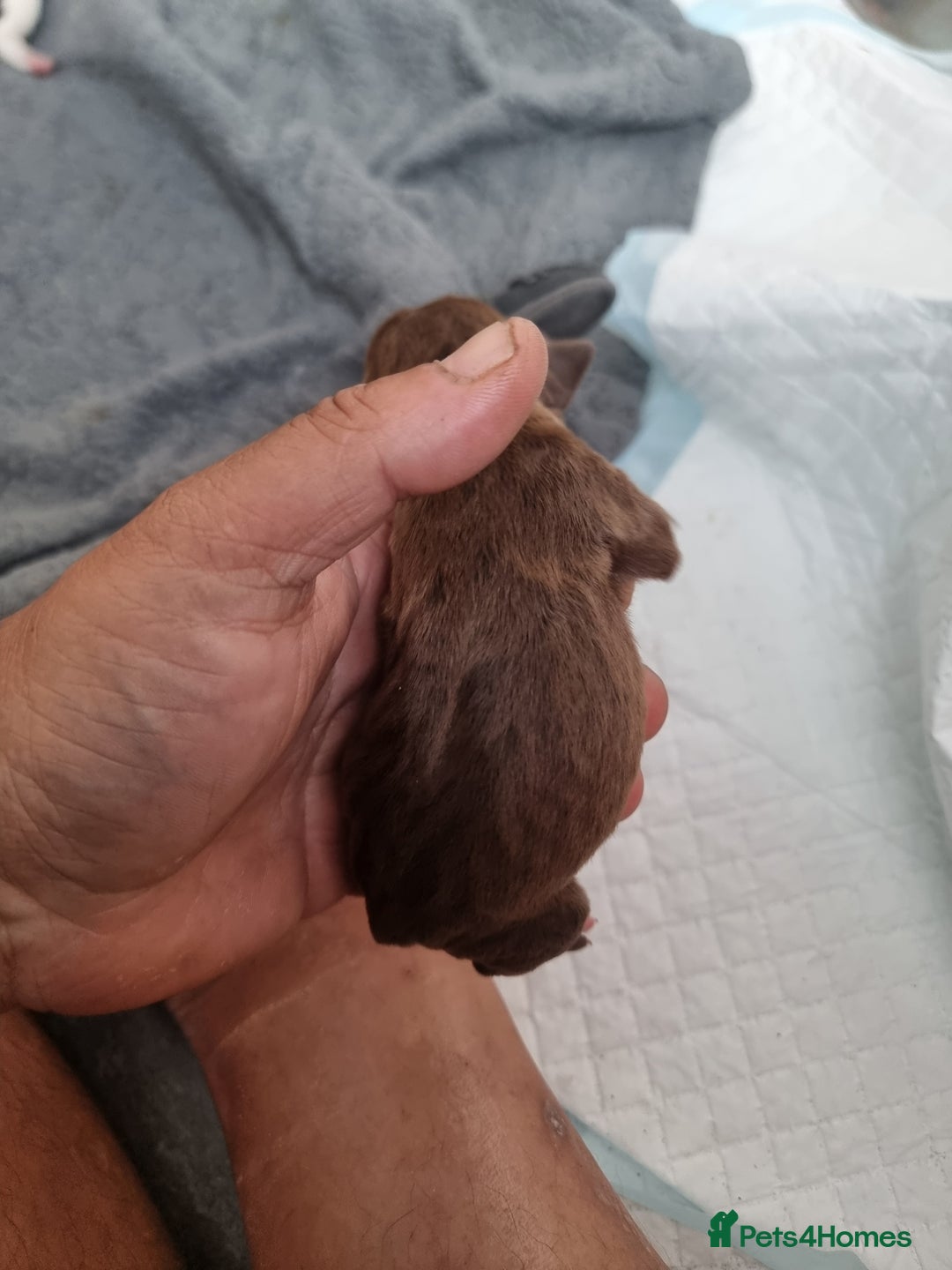 Mixed Breed dogs for sale: Cockerbull - Image 6