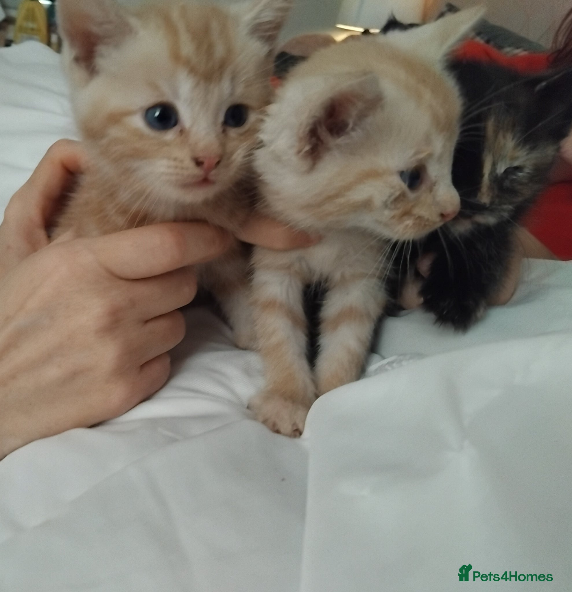 Mixed Breed cats 3 beautiful kittens for sale - Advert 17