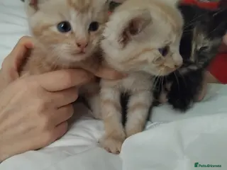 Mixed Breed cats 3 beautiful kittens for sale - Advert 17