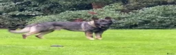 German Shepherd dogs for sale: Working line german Shepard  - Advert 4