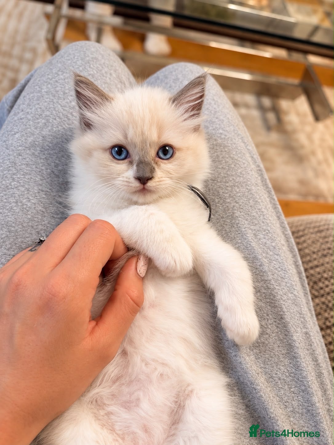 Ragdoll cats Home Raised Ragdoll Kittens, Health Tested Parents - Advert 1